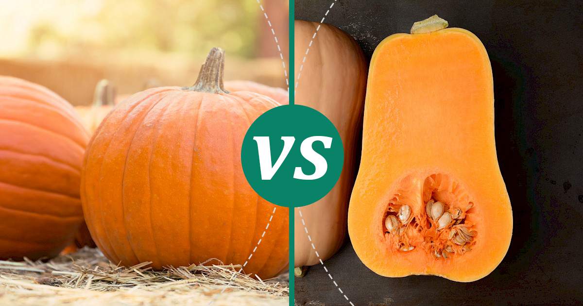 Butternut Squash vs Pumpkin Make Healthy Choices