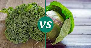 Cabbage - calories, kcal, weight, nutrition