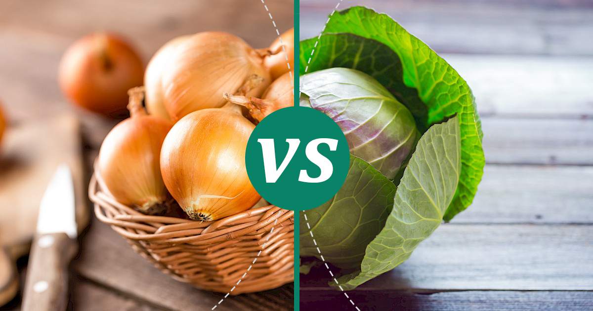 Cabbage vs Onion Nutrition Showdown