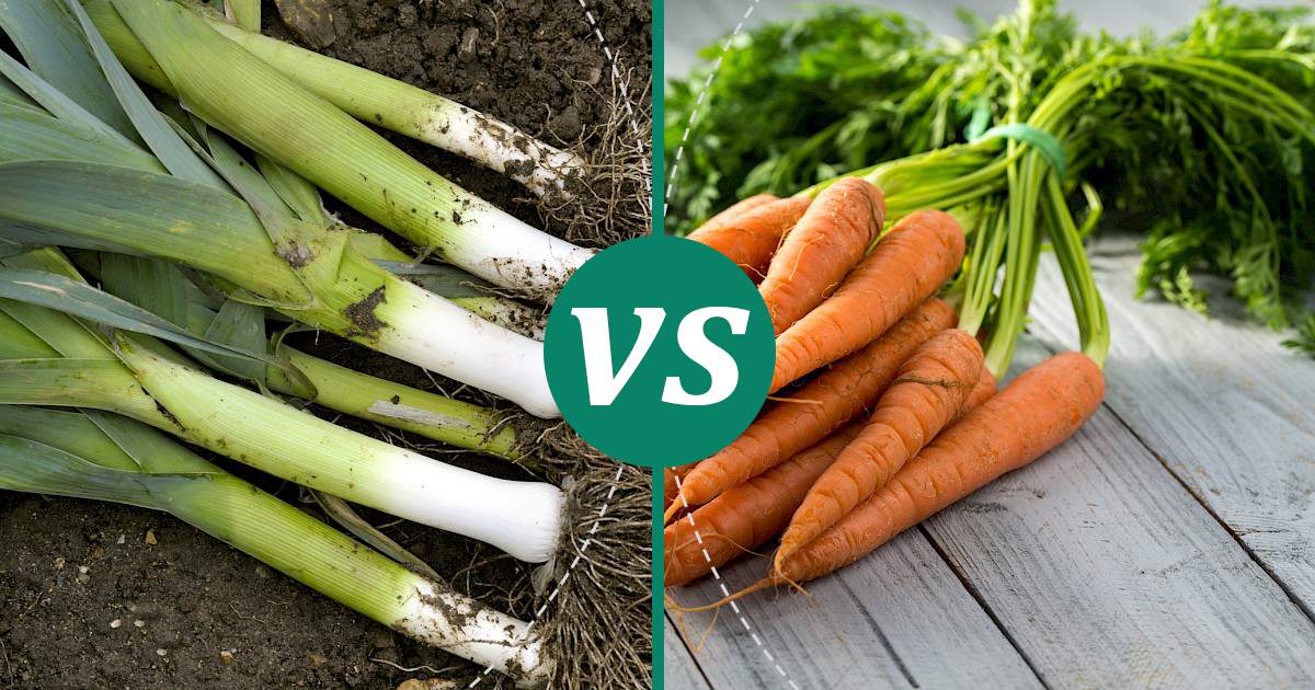 Carrot vs Leek: Calories & Nutrition Showdown
