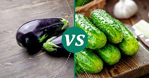 Cucumber - calories, kcal, weight, nutrition