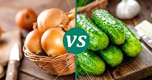 Cucumber - calories, kcal, weight, nutrition