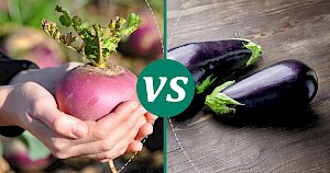 Eggplant - calories, kcal, weight, nutrition