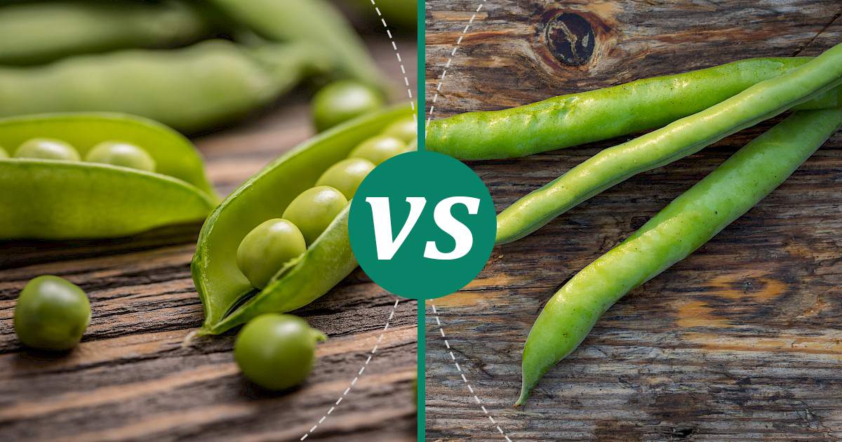Fava Beans vs Peas The Healthier Choice