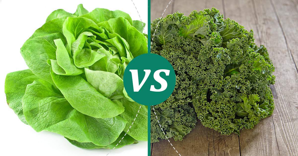 Kale vs Lettuce Choose Wisely