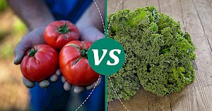 Kale - calories, kcal, weight, nutrition