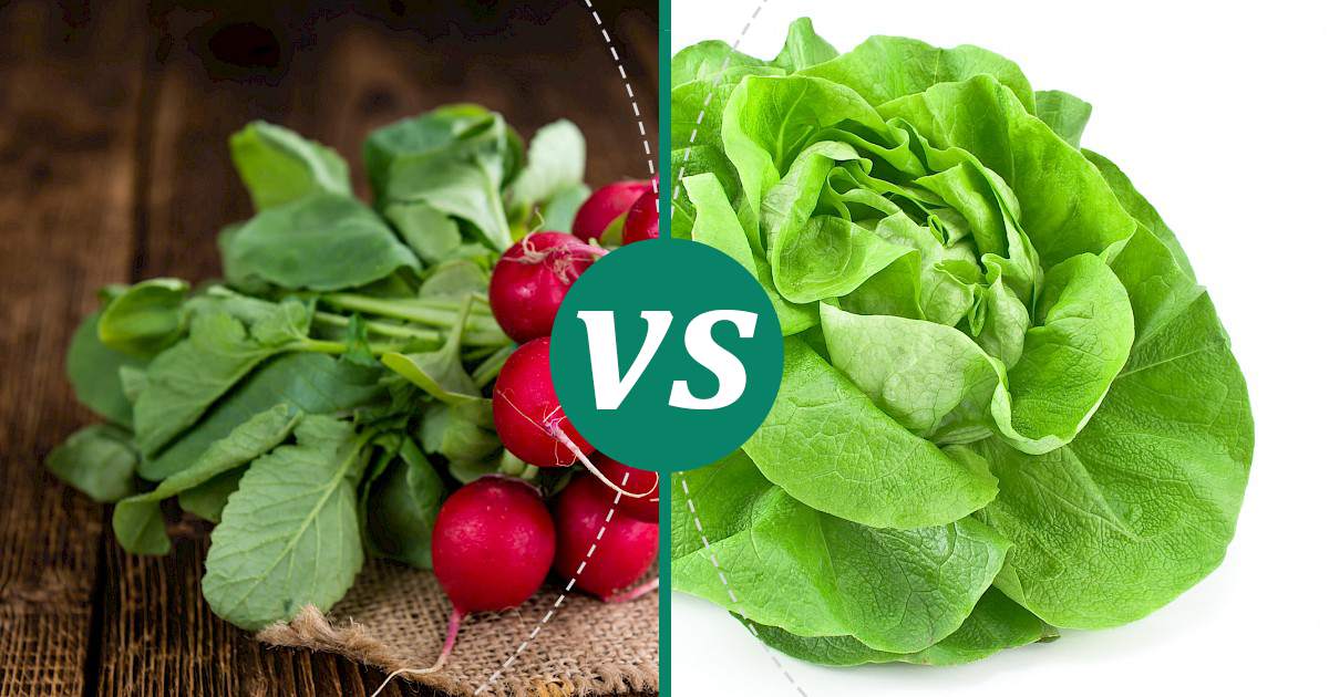 Lettuce vs Radish The Healthier Choice