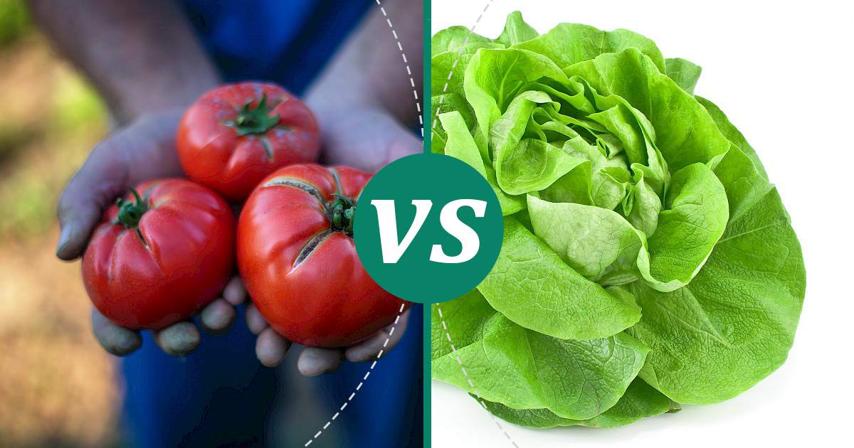 Lettuce vs Tomato The Healthier Choice