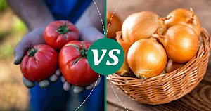 Onion - calories, kcal, weight, nutrition