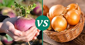 Onion - calories, kcal, weight, nutrition