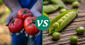 Peas - calories, kcal, weight, nutrition