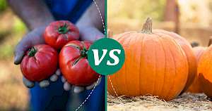 Pumpkin - calories, kcal, weight, nutrition