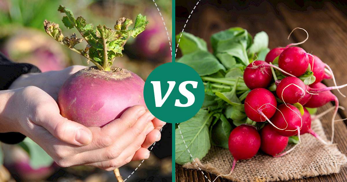 Radish vs Turnip Nutrition Comparison