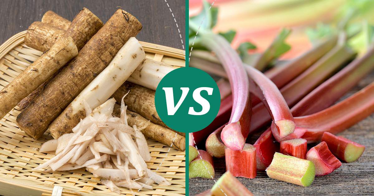 Rhubarb vs Burdock: Calories & Nutrition Showdown