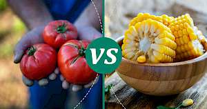 Corn - calories, kcal, weight, nutrition