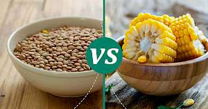 Corn - calories, kcal, weight, nutrition