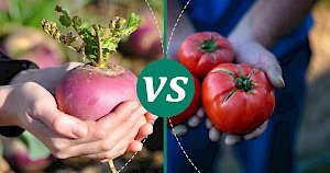 Tomato - calories, kcal, weight, nutrition