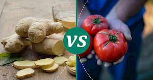 Tomato - calories, kcal, weight, nutrition
