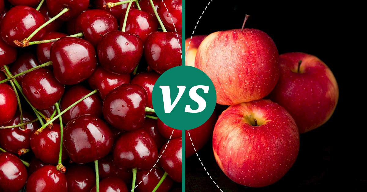 Apple vs Cherry Nutrition Guide