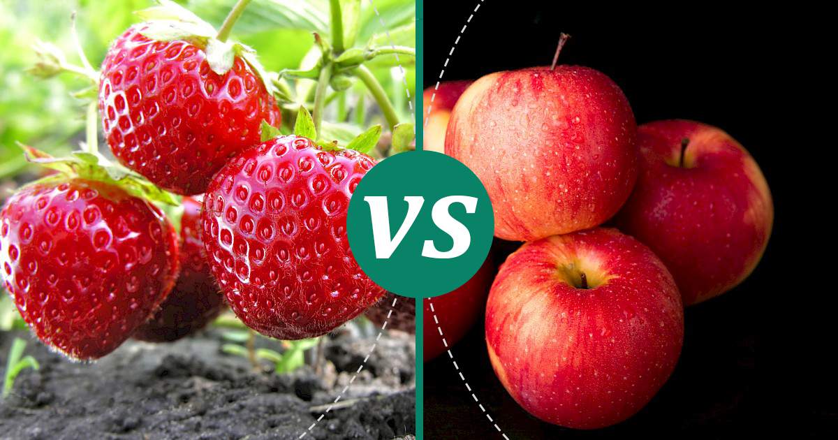 Apple vs Strawberries Health Insights