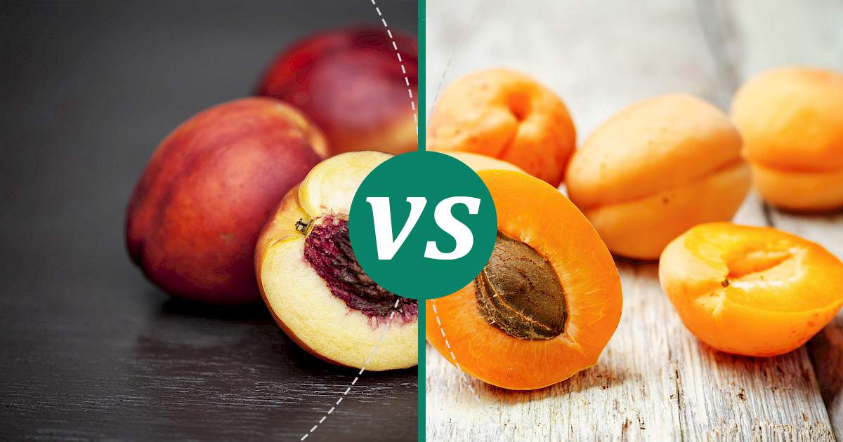 Apricot vs Nectarine Make Healthy Choices