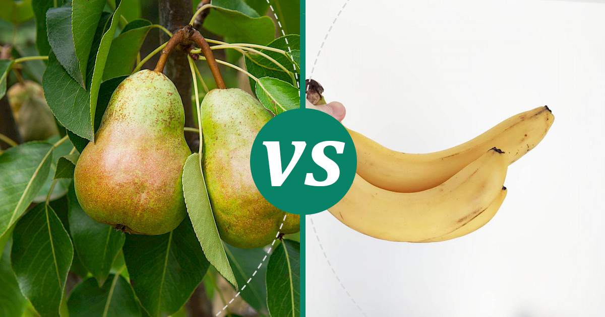 Banana vs Pear The Healthier Choice