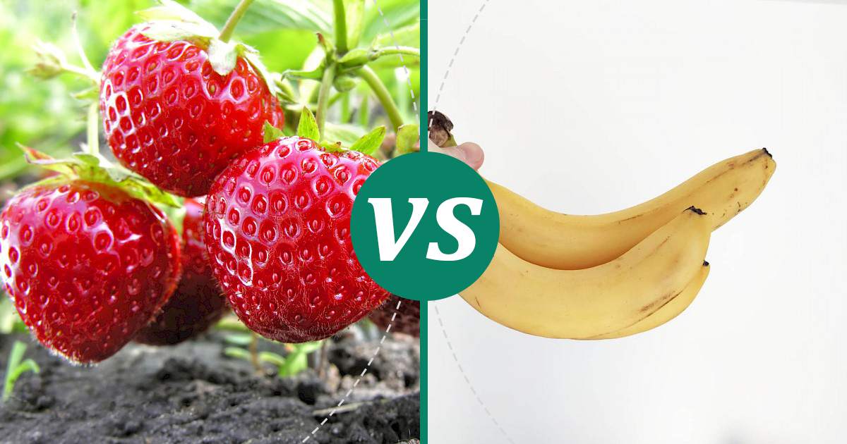 Banana vs Strawberries Choose Wisely