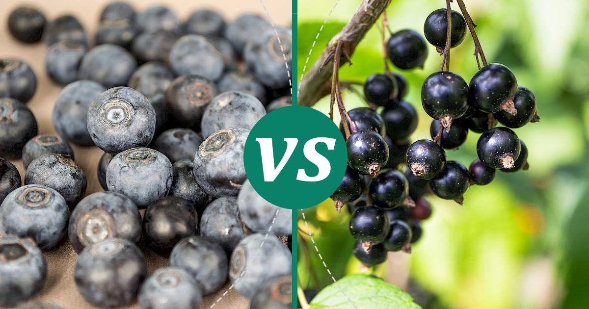 Blackcurrants vs Blueberries Nutrition Comparison