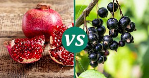 Blackcurrant - calories, kcal, weight, nutrition