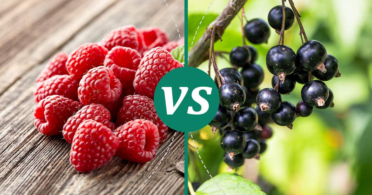 Blackcurrants vs Raspberry: Nutrition, Calories & Protein Compared