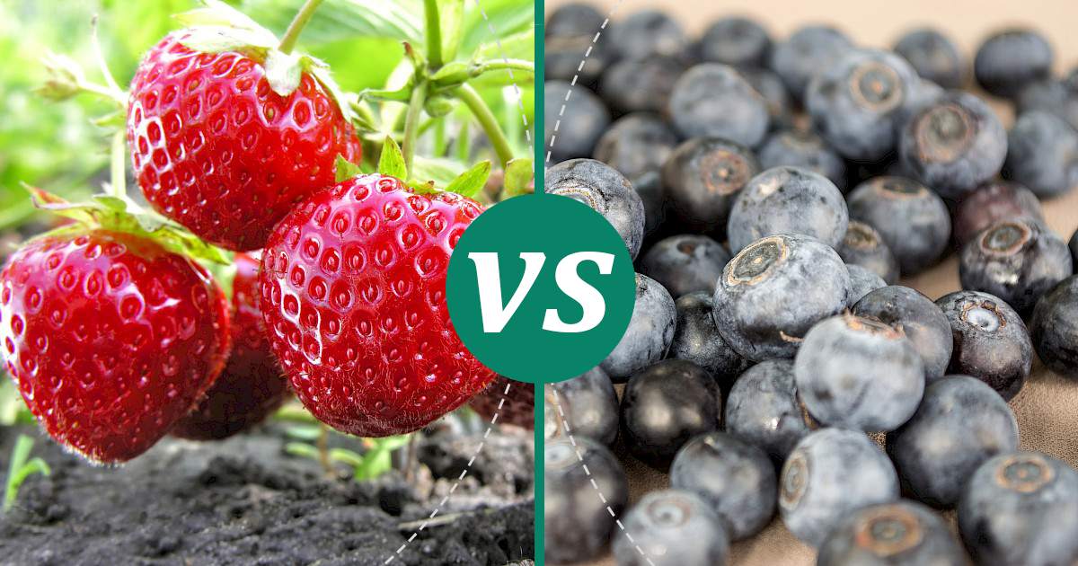 Blueberries vs Strawberries Make Healthy Choices