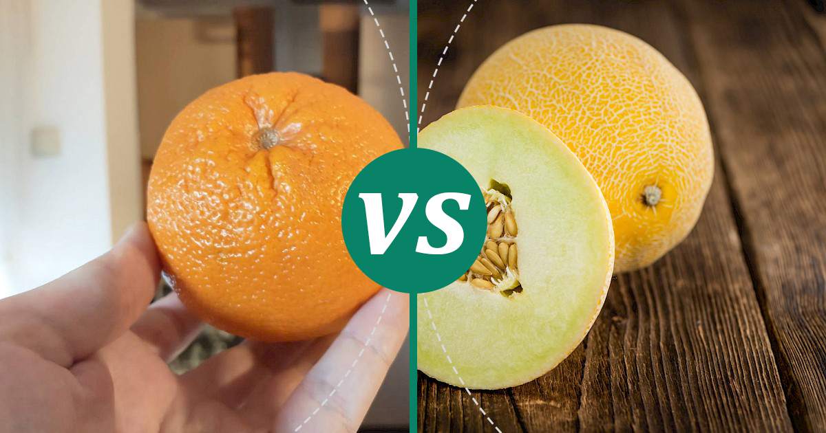 Melon vs Orange What Should You Choose?