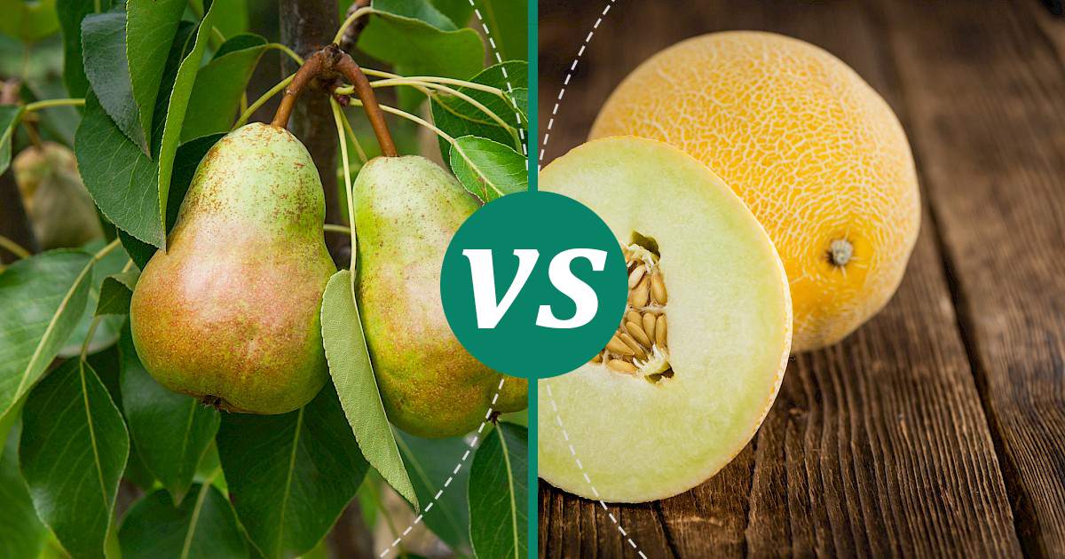 Melon vs Pear Nutrition Showdown