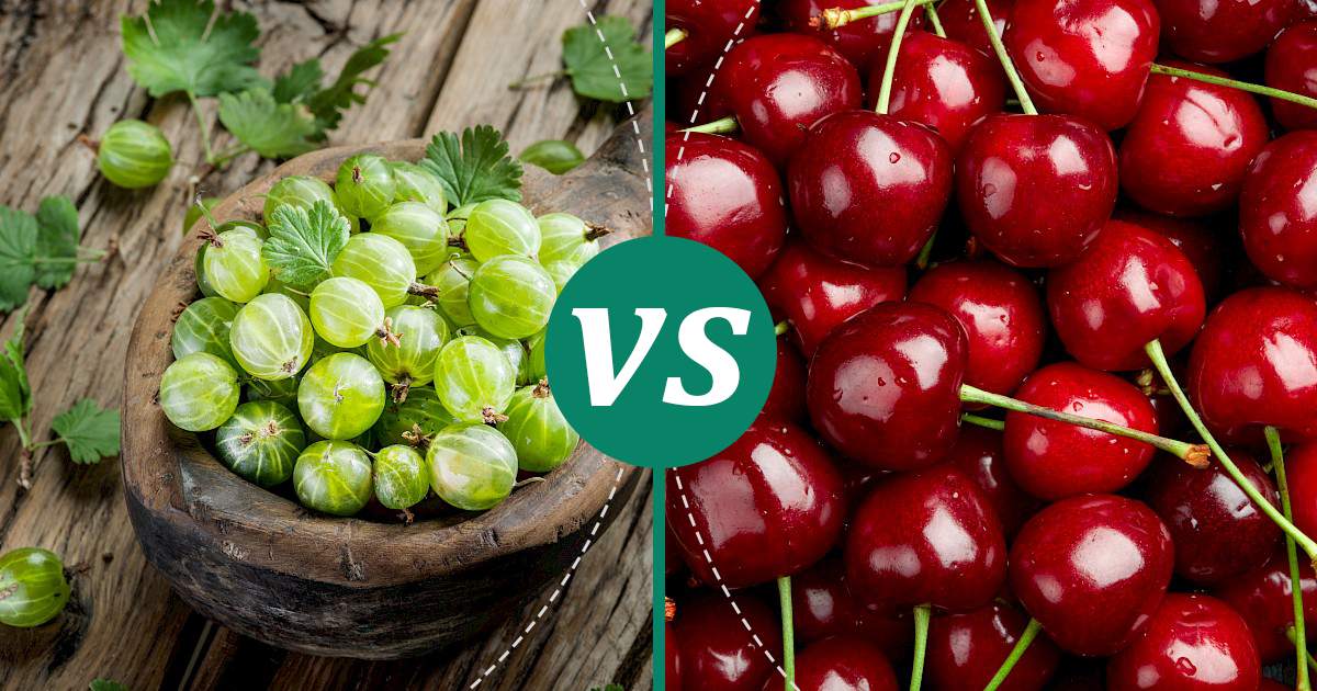 Cherries vs Gooseberry Nutrition, Calories & Protein Compared