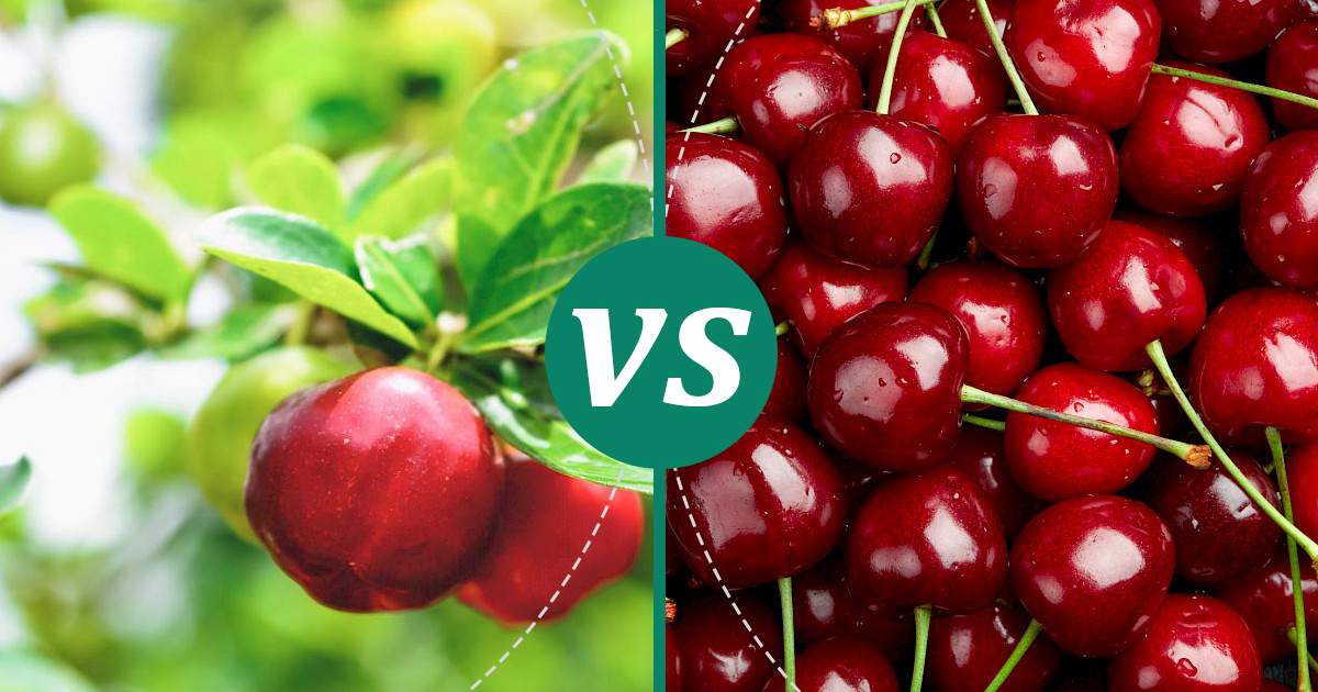Cherries vs Acerola Fruit Choose Wisely