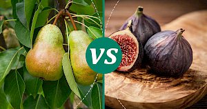 Figs - calories, kcal, weight, nutrition