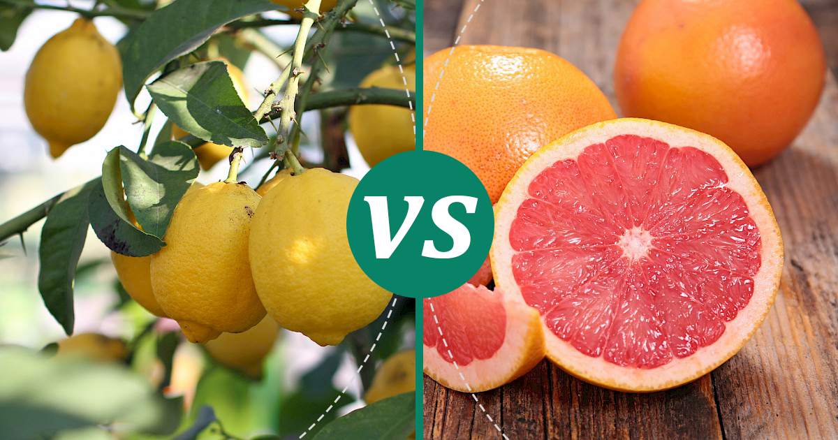 Grapefruit vs Lemon What Should You Choose?