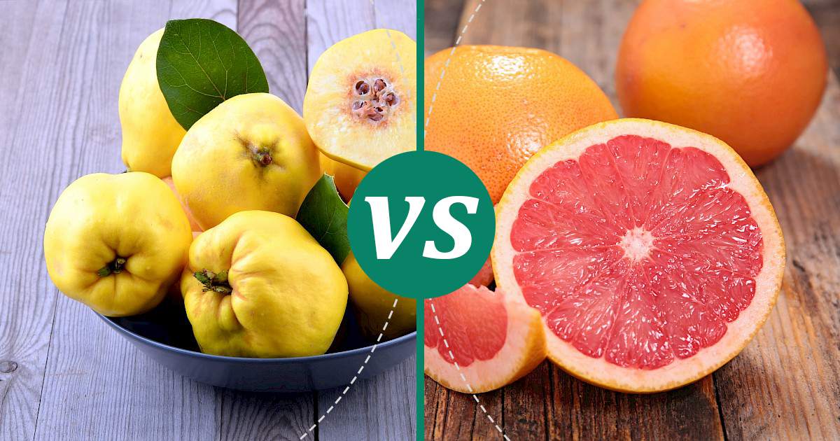 Grapefruit vs Quince Fruit What Should You Choose?