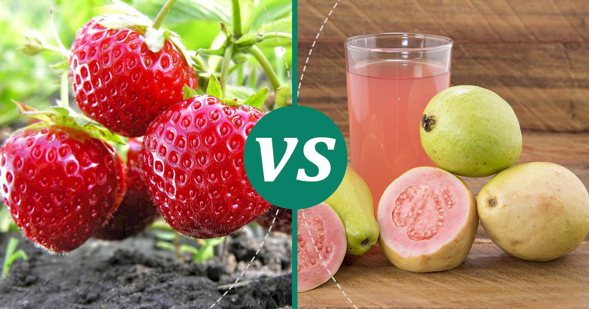 Guava vs Strawberries What Should You Choose?