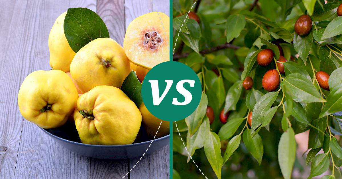 Jujube Fruits vs Quince Fruit Nutrition Comparison