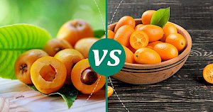 Kumquats - calories, kcal, weight, nutrition