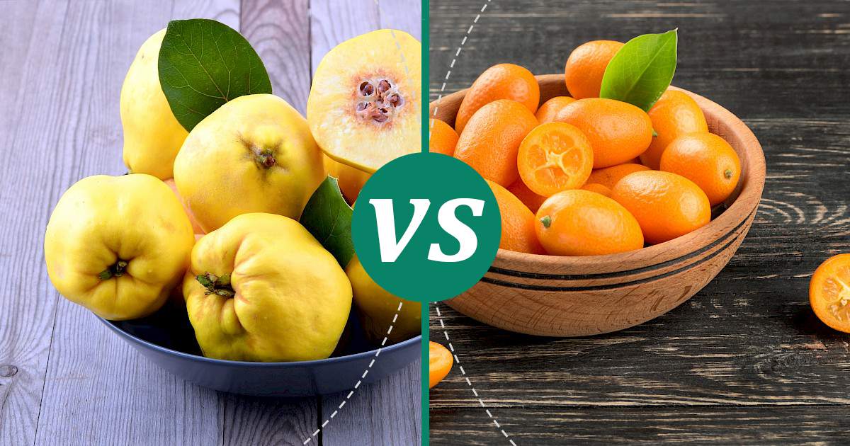 Kumquats vs Quince Fruit The Healthier Choice