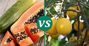 Lemon - calories, kcal, weight, nutrition
