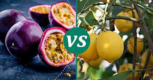 Lemon - calories, kcal, weight, nutrition