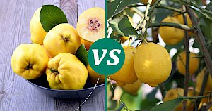 Lemon - calories, kcal, weight, nutrition