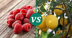 Lemon - calories, kcal, weight, nutrition