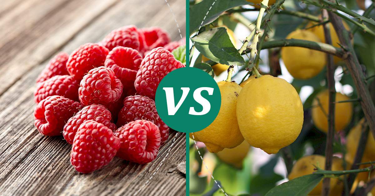 Lemon vs Raspberry The Healthier Choice