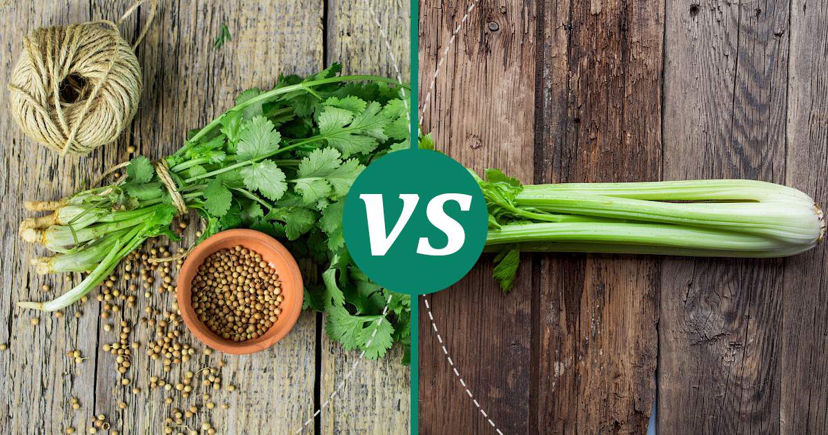 Celery vs Coriander The Healthier Choice