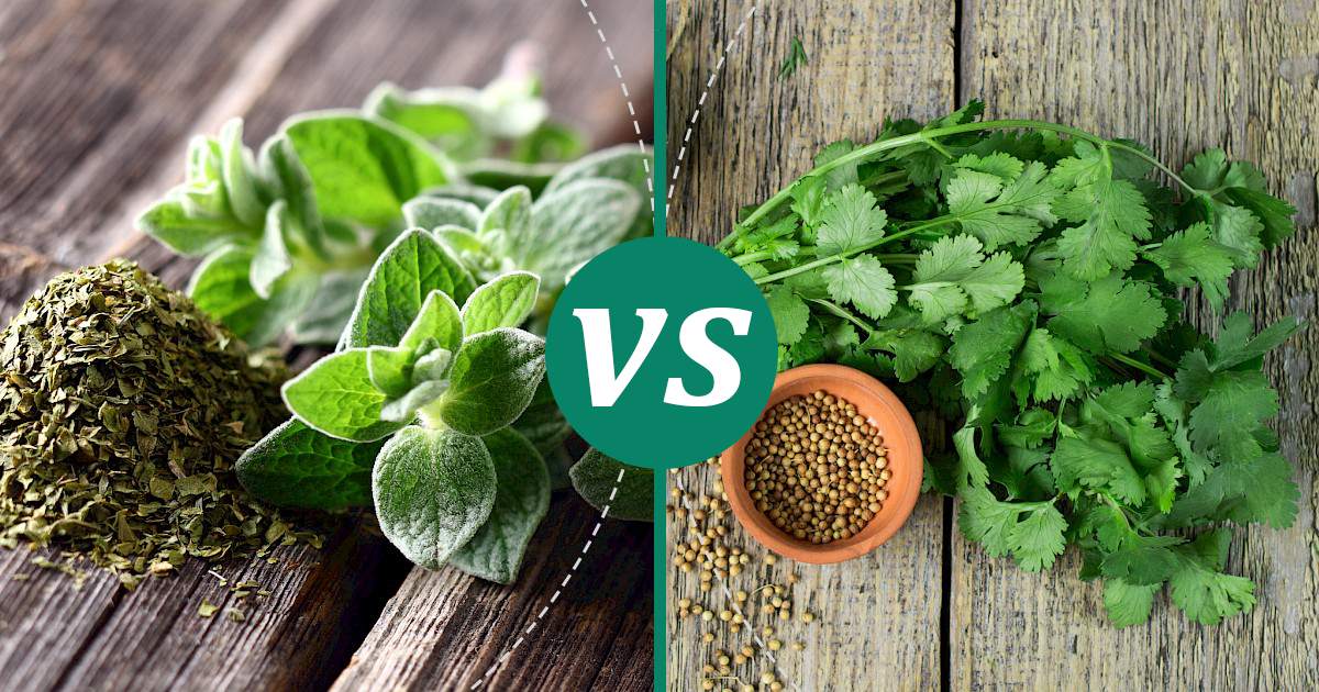 Coriander vs Oregano Health Insights