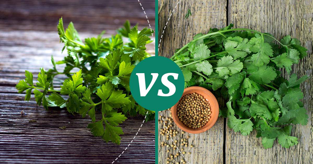 Coriander vs Parsley What Should You Choose?